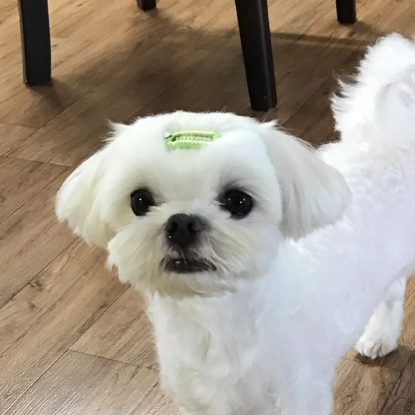 흰돌잉