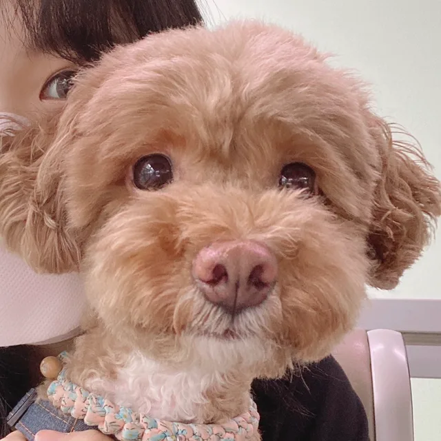 토로언니