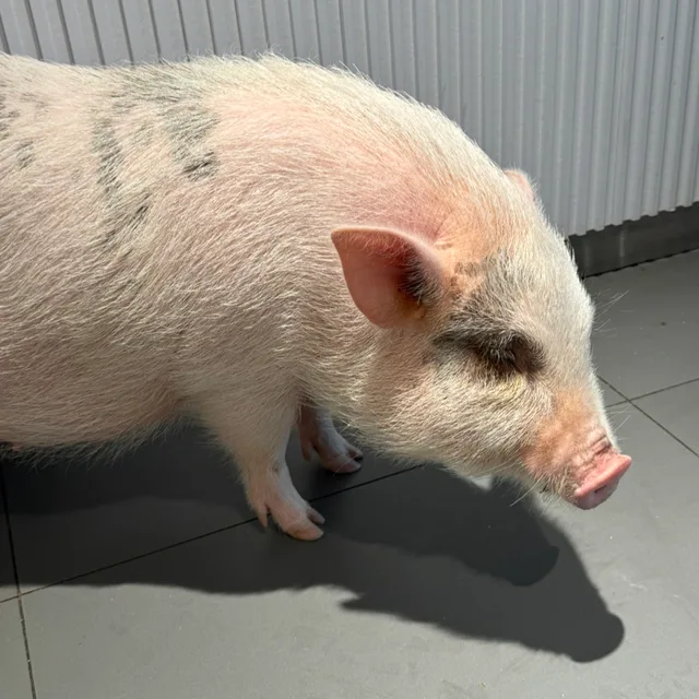 데롱데롱