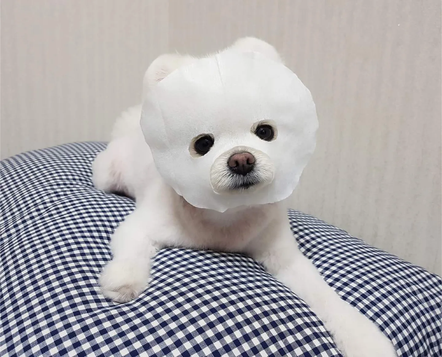 도니돈희