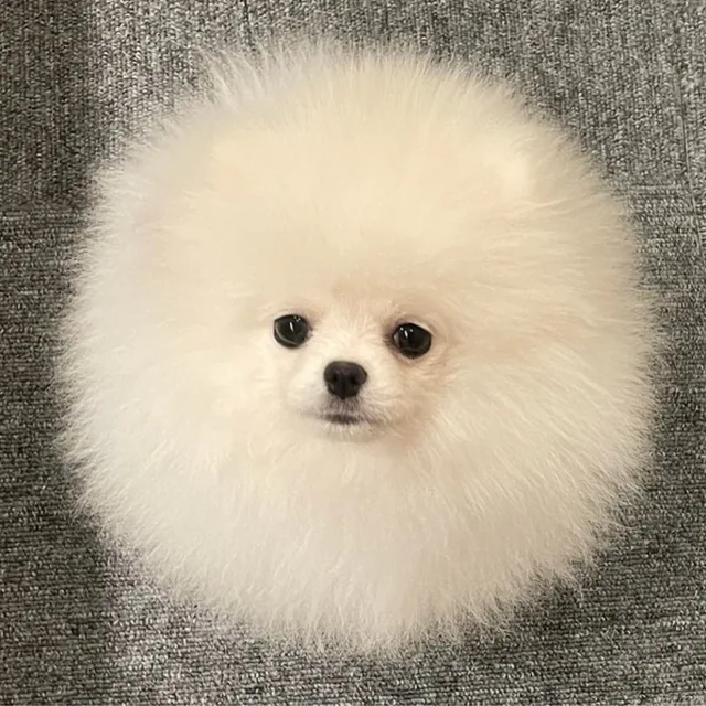 베리
