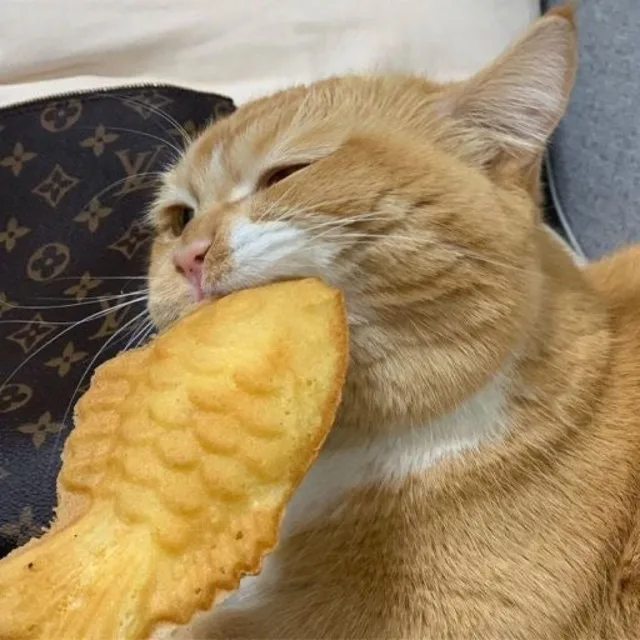 냥냥펀치
