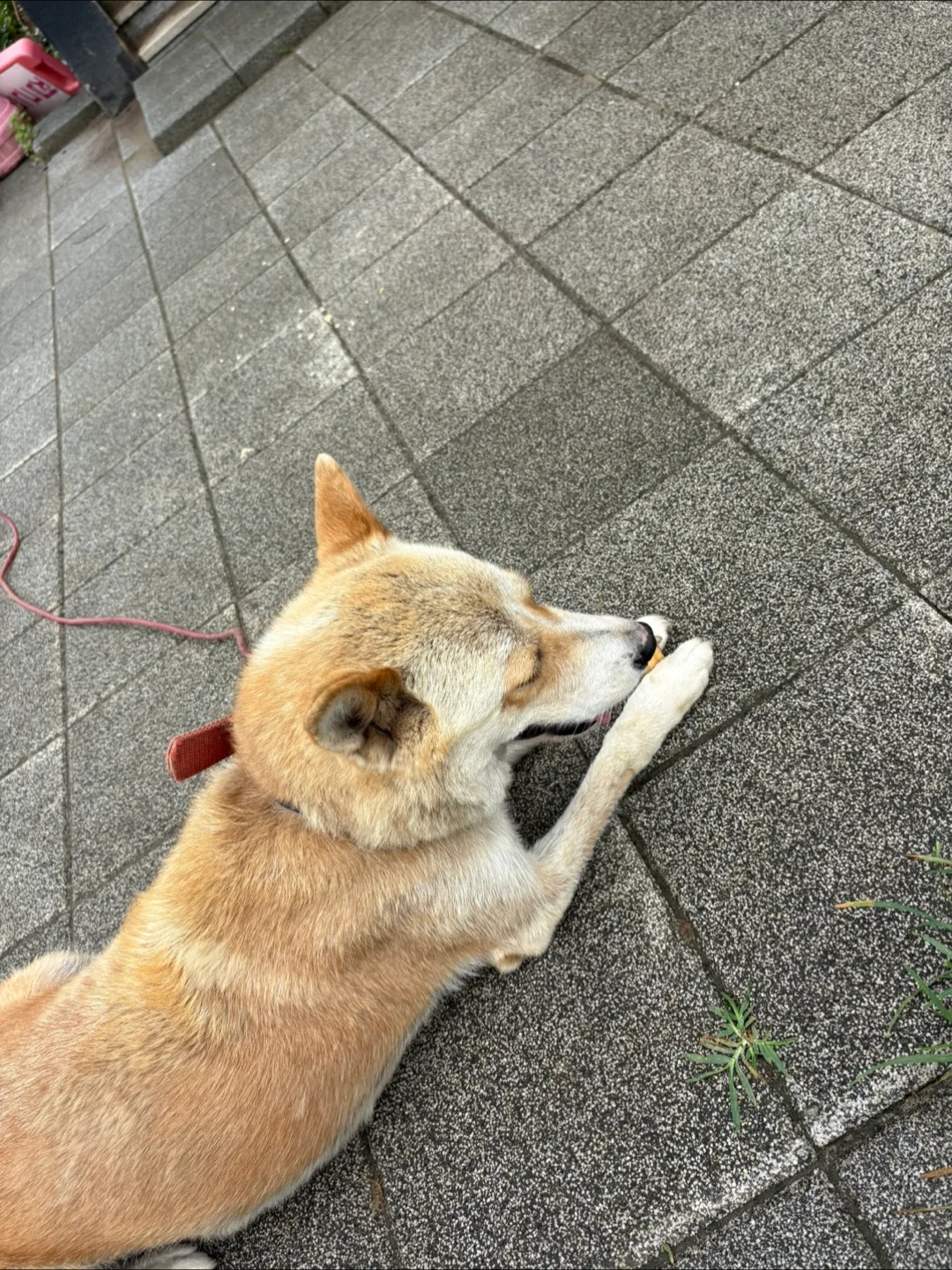올라리오