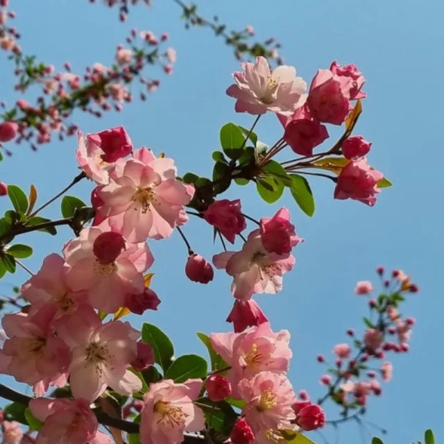 사과꽃