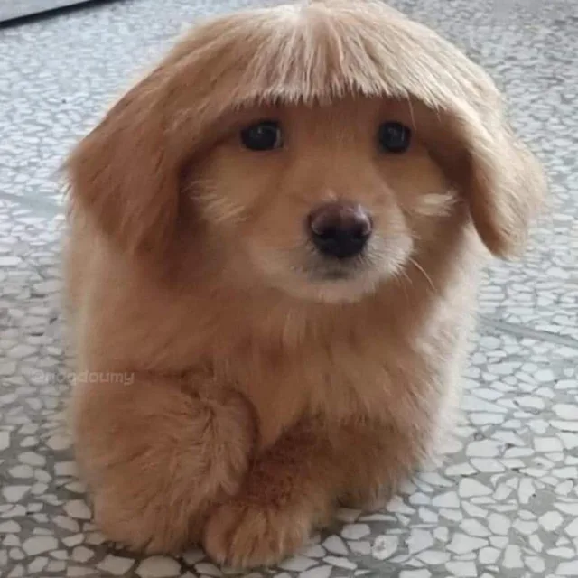 푸우