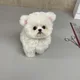 suuu