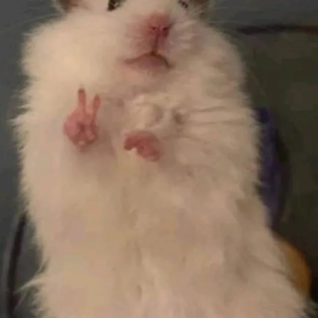 모몽