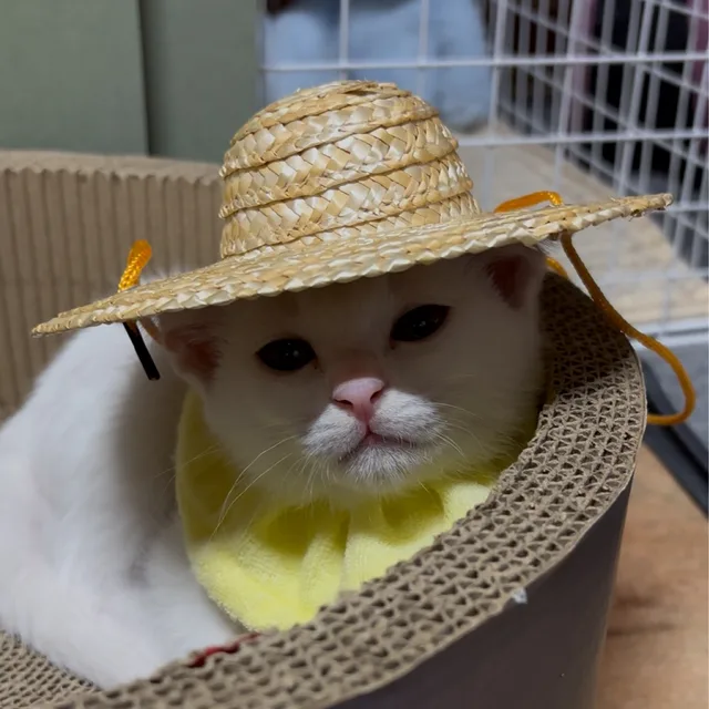 집순일시오다