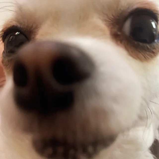 호응채