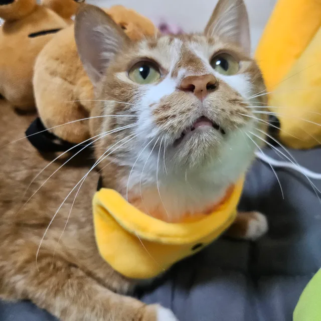꽃금비