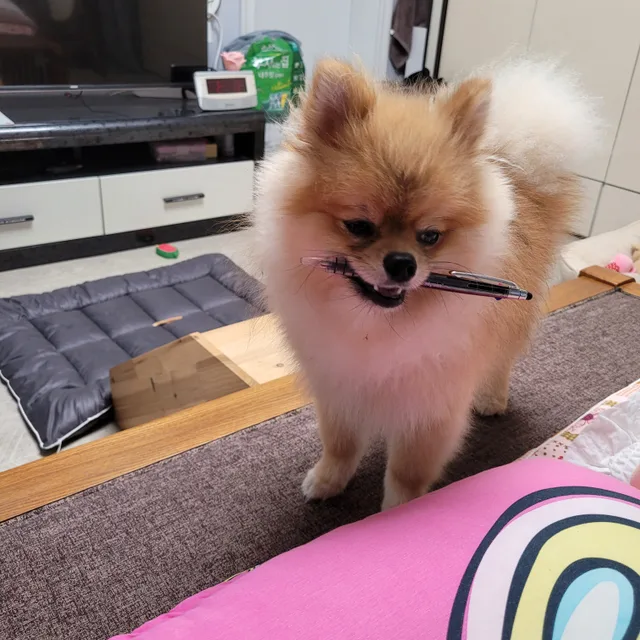 모모