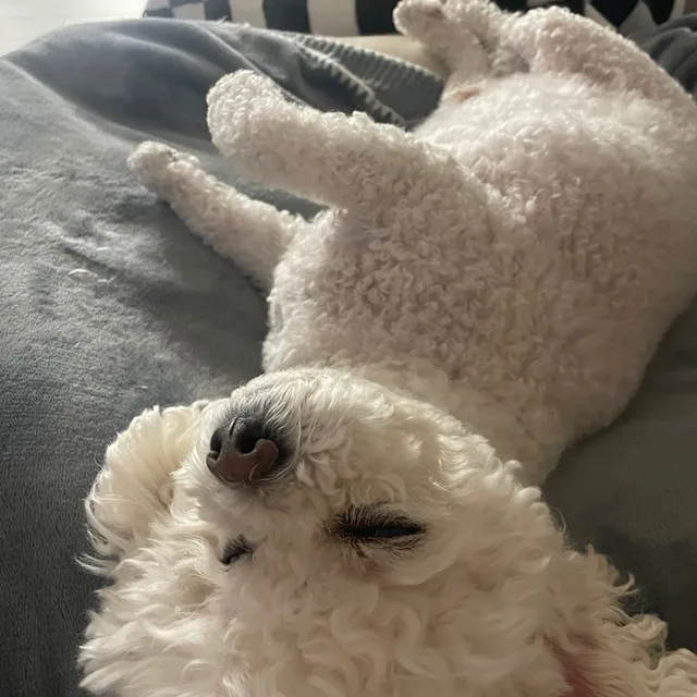 뽀야
