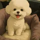 수니