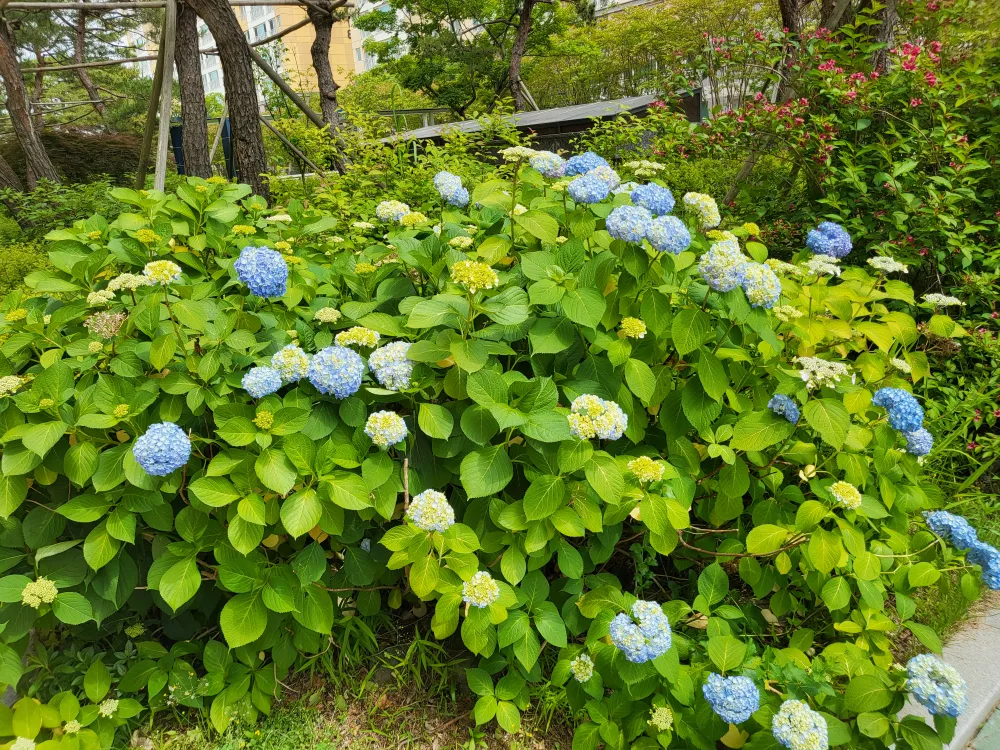 한그루