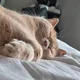 어쿠스틱
