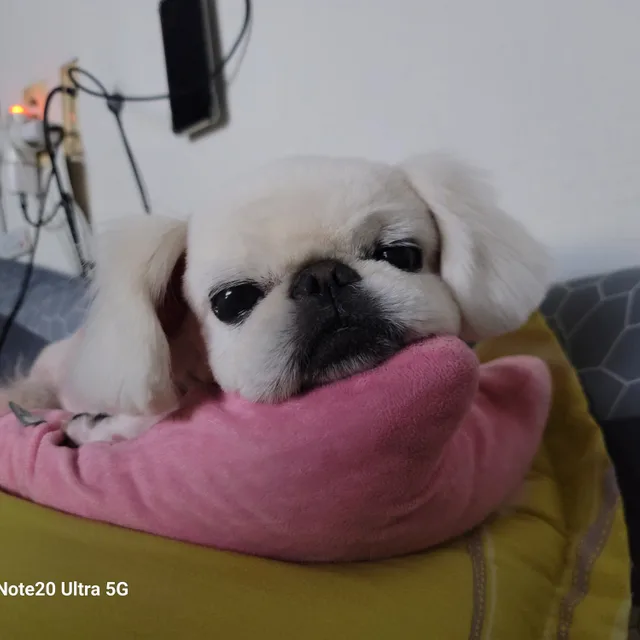지훈지우다비도프맘