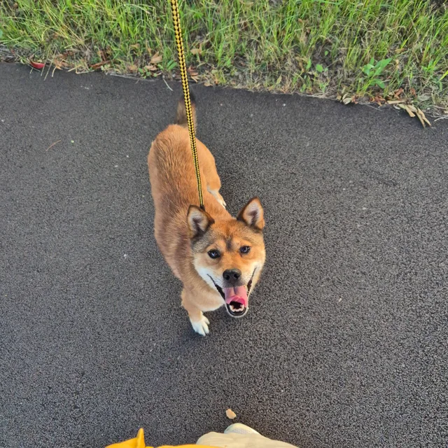 띵상