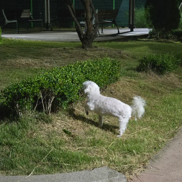 달려라