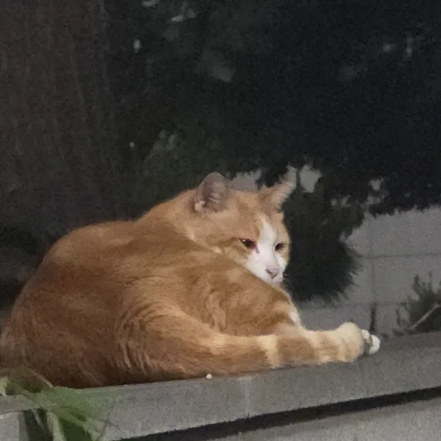 감자