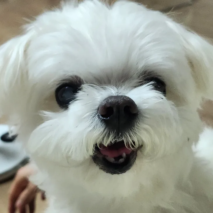 몽이