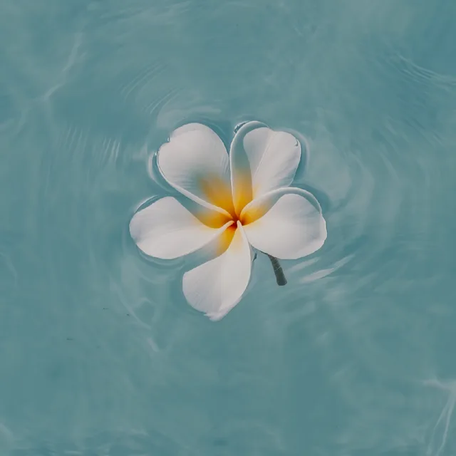 플루메리아