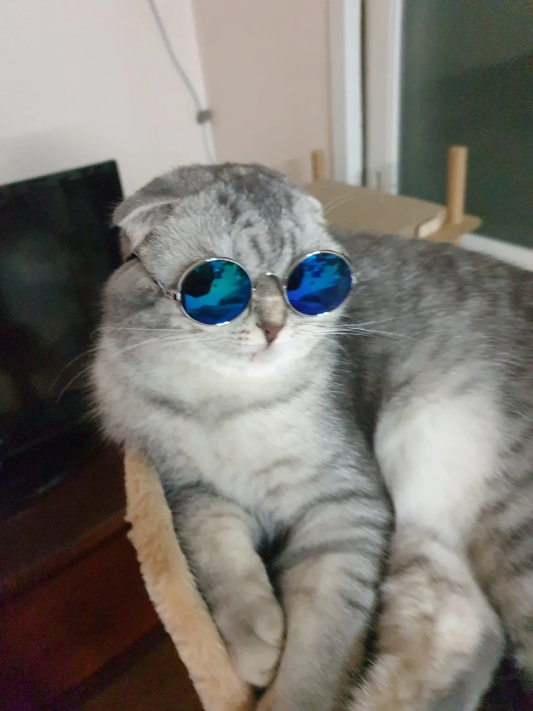 뽀뽀는고양이