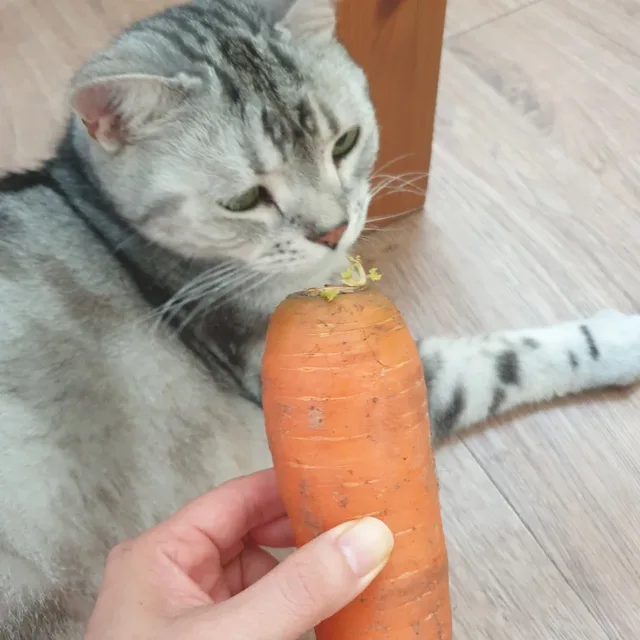 당근이애옹