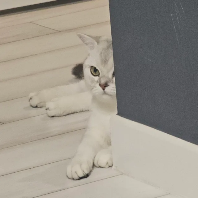 고양이기여어