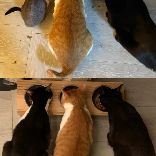우리양이사랑해