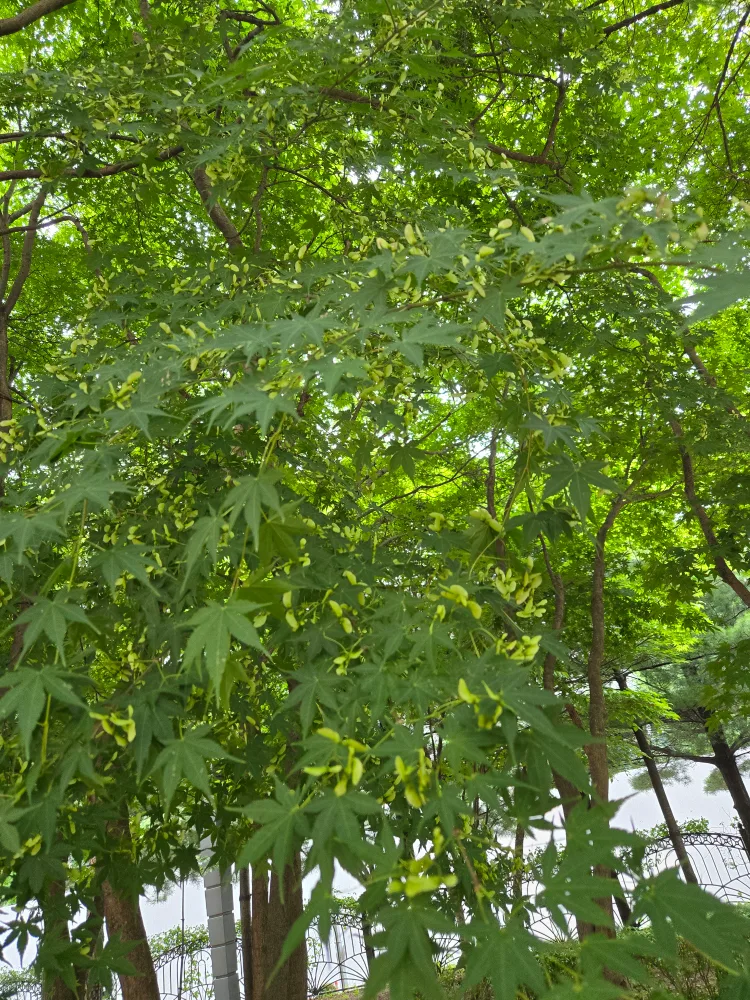 온새미로
