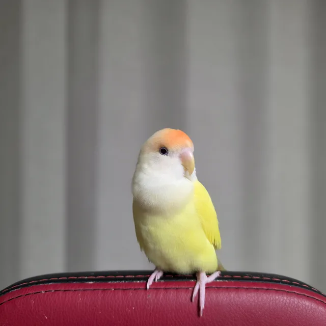모란
