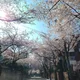 BeBloom