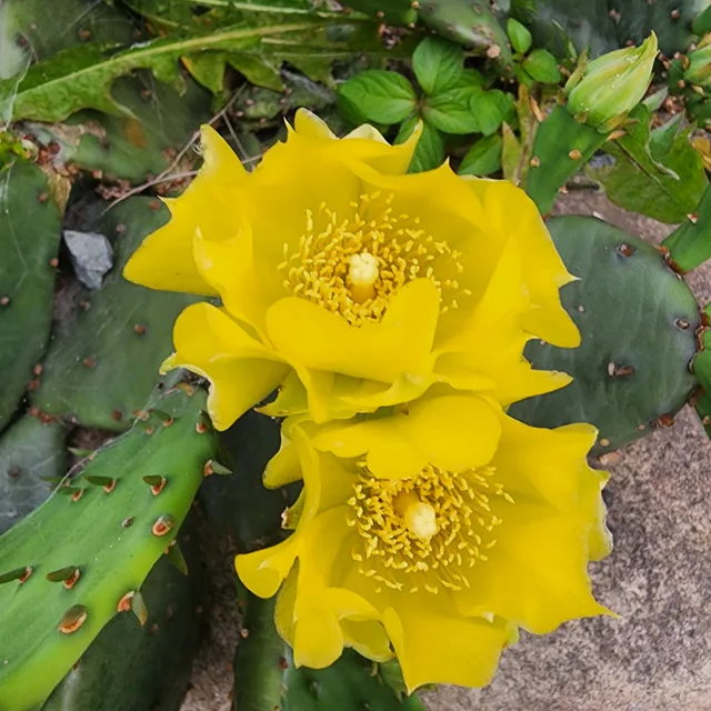 NA