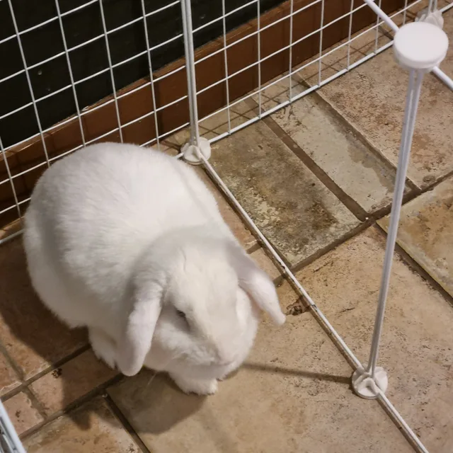 피클