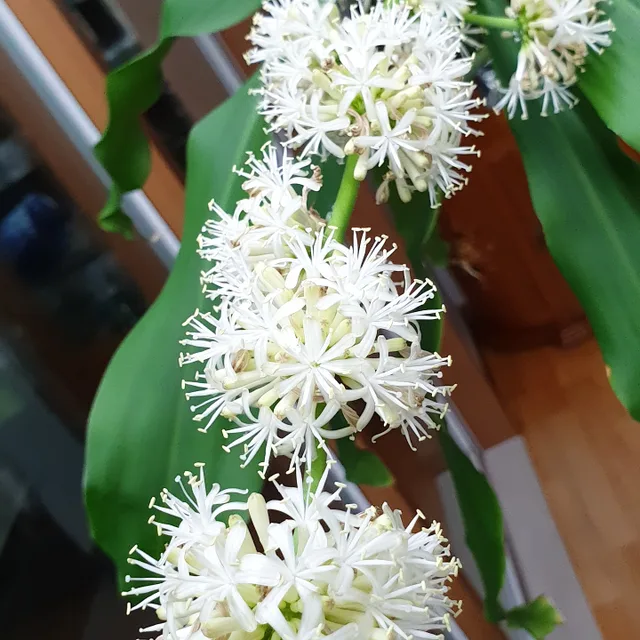 버들마님