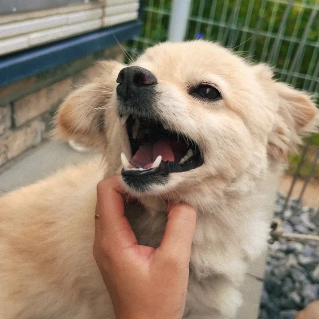 올챙이