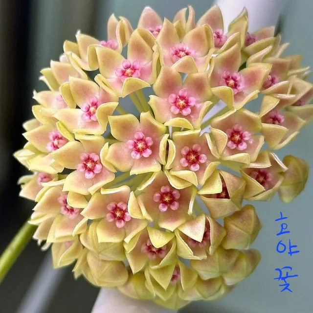 새로이거듭나자