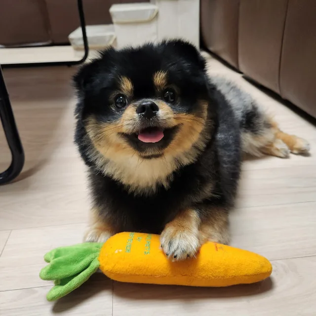 밤톨이
