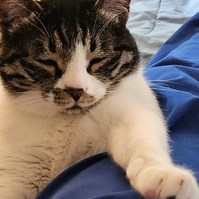 우엉