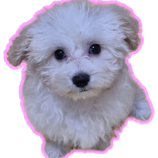 둥이