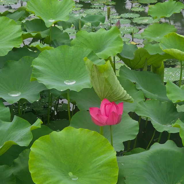 당근쪼아