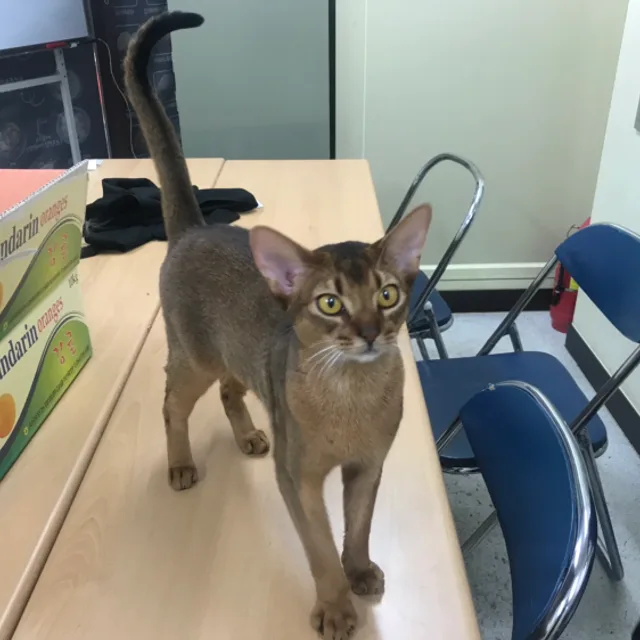 쵸비