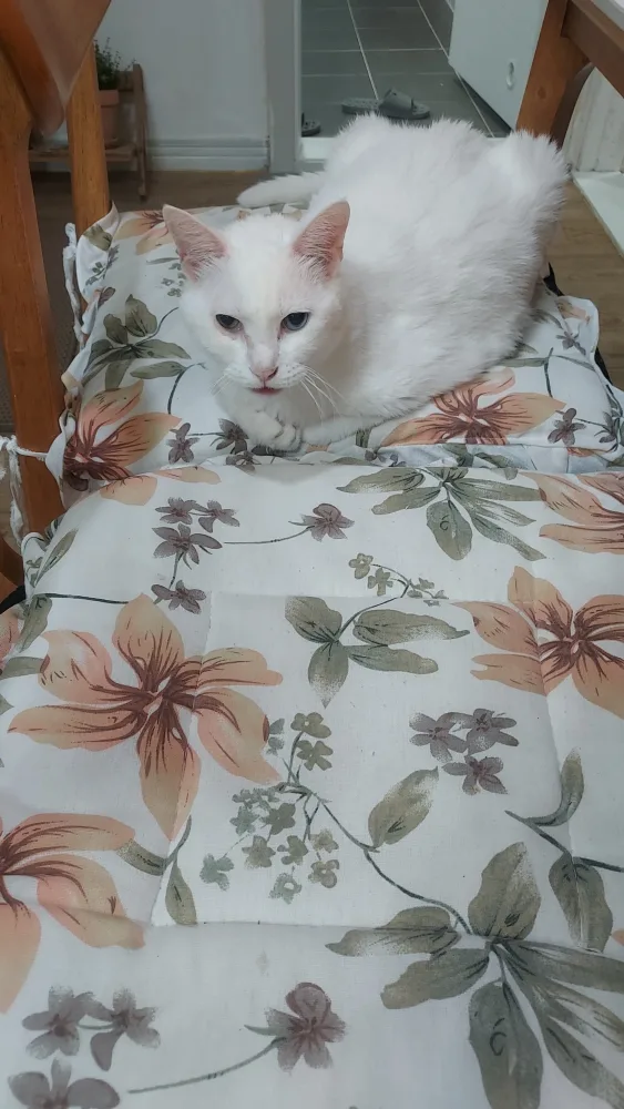 애옹