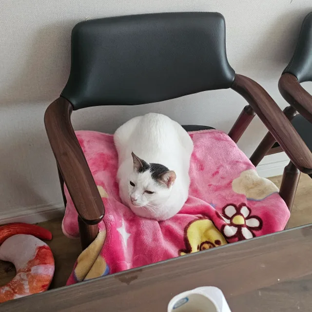 모알아비