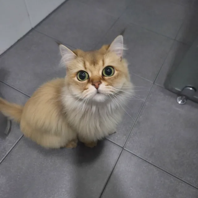루미초롱