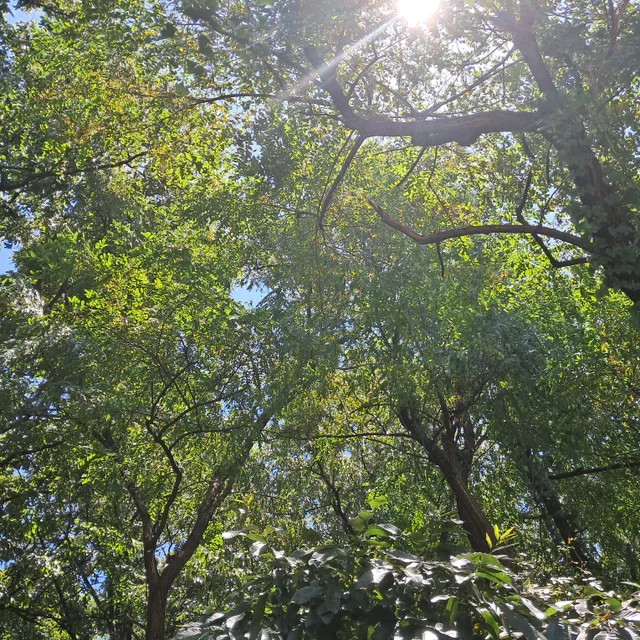 가우낭자