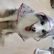 피터팬