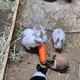 로빈