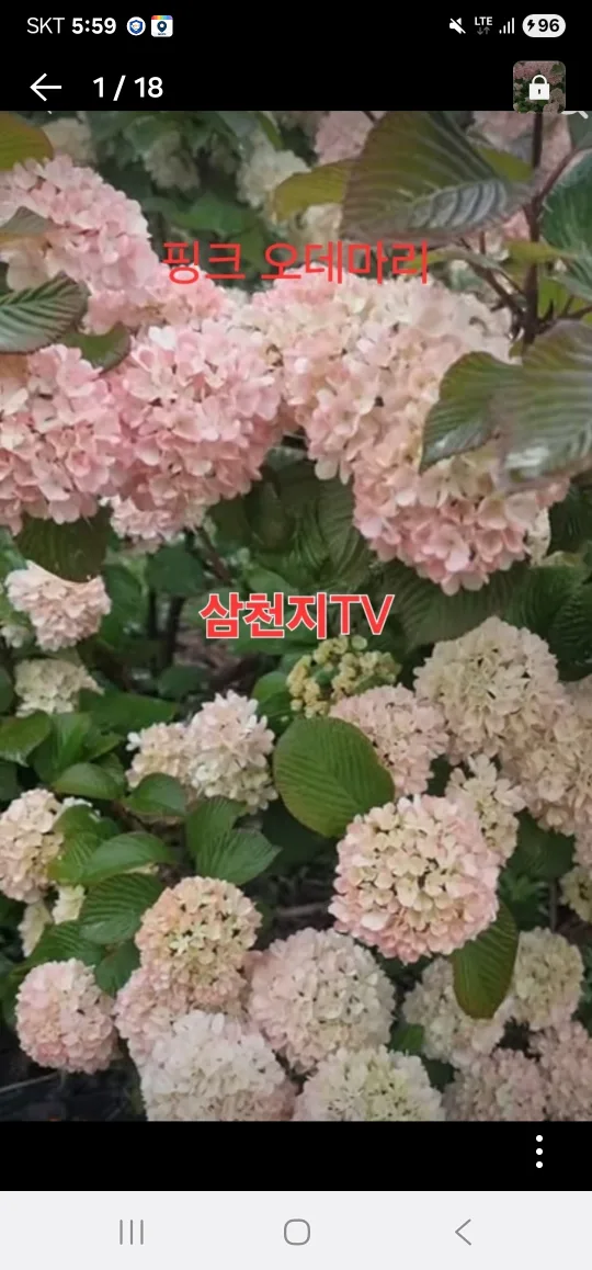 삼천지TV