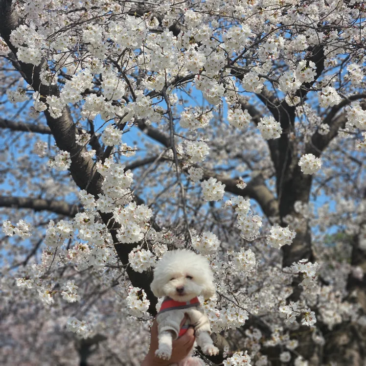 히야